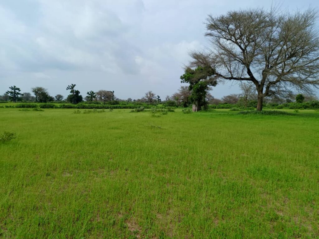 Terrain Agricole de 3,16 Hectares vers Thiénaba – Thiès