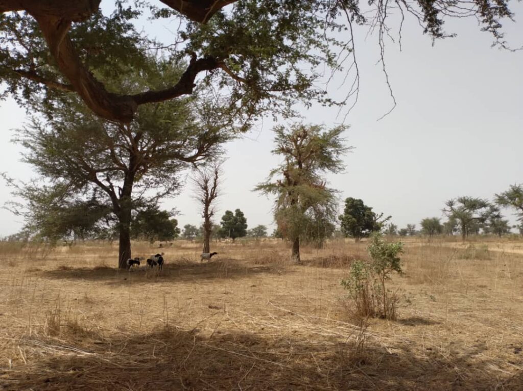 Terrain Agricole de 2,30 Hectares vers Sindia – Mbour