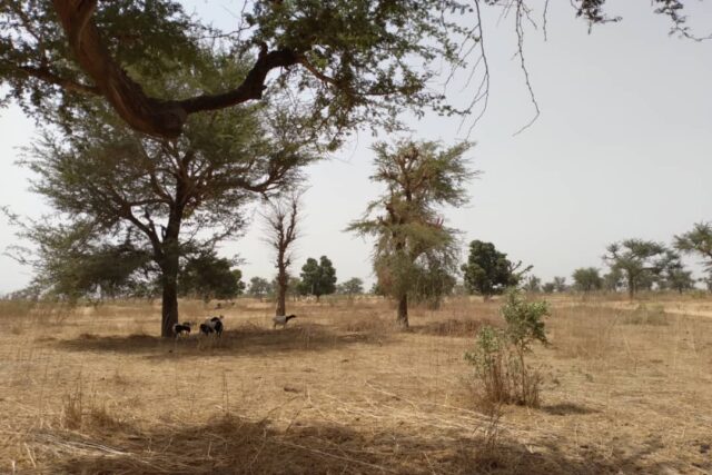 Terrain Agricole de 2,30 Hectares vers Sindia – Mbour