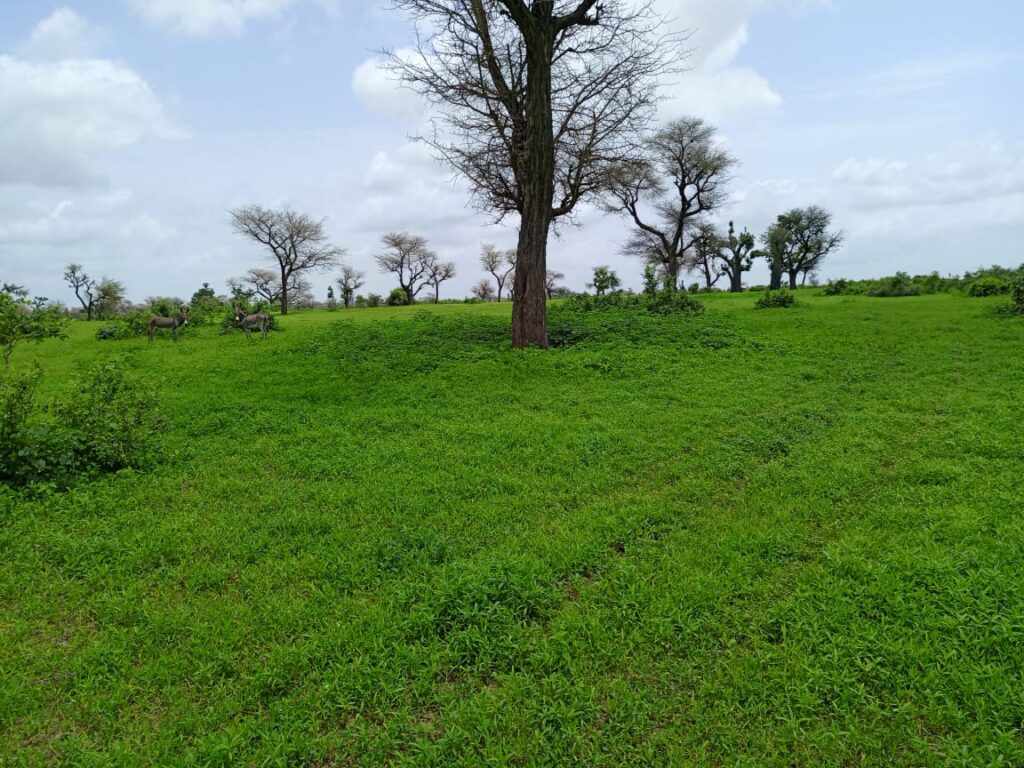 Terrain Agricole de 4,72 Hectares vers Thiénaba – Thiès