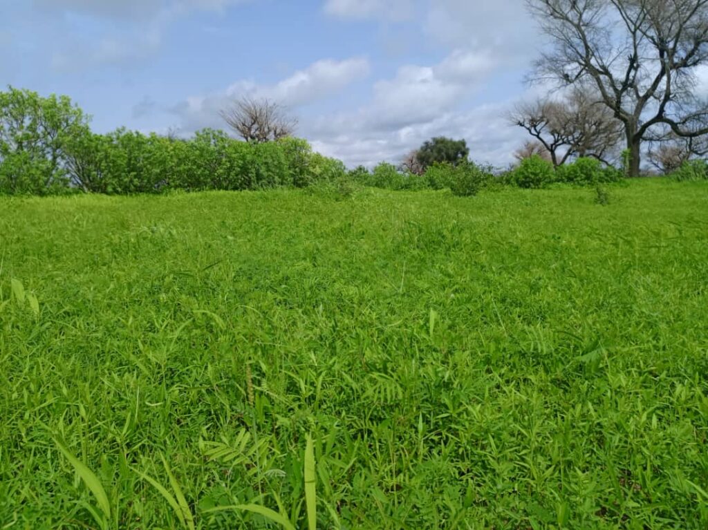 Terrain Agricole de 8579 M² vers Notto Diobass -Thiès