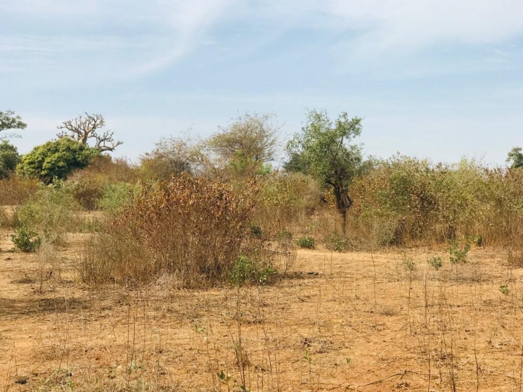 Terrain Agricole de 1,28 Hectare vers Sindia – Mbour