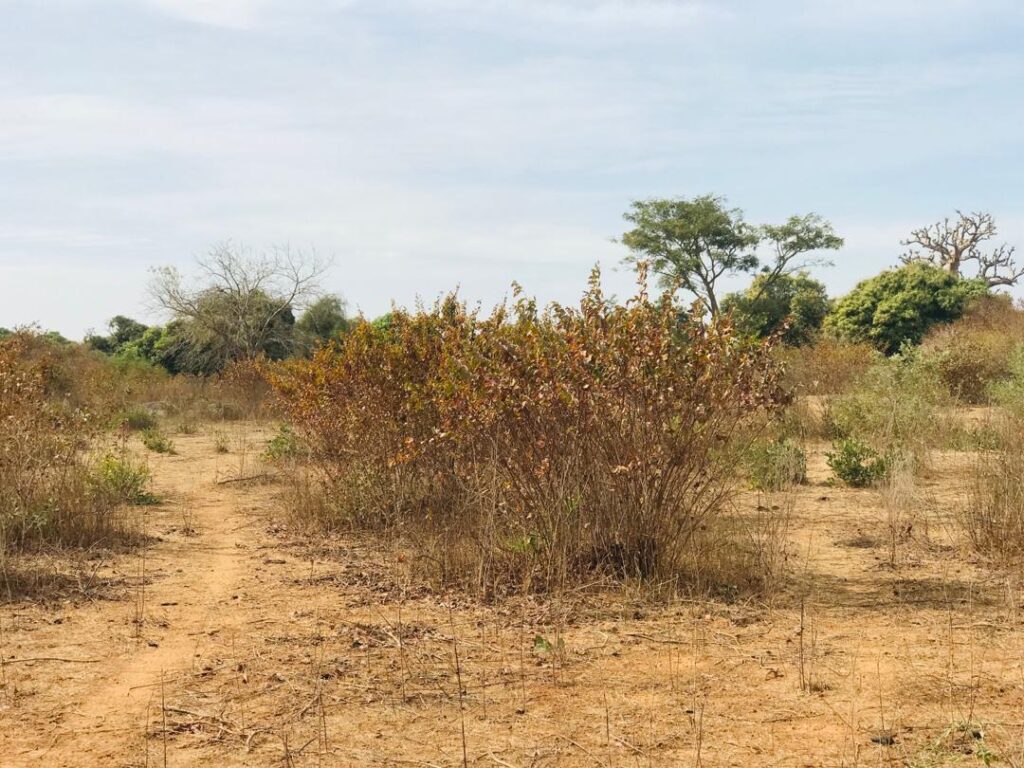 Terrain Agricole de 1,28 Hectare vers Sindia – Mbour