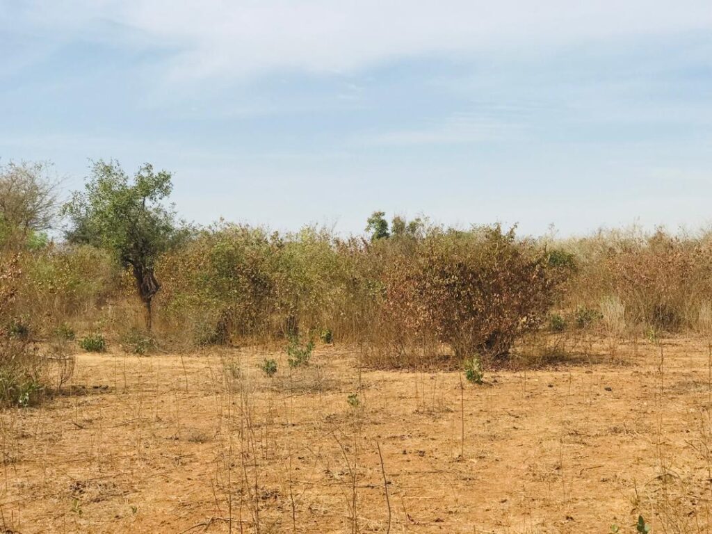 Terrain Agricole de 1,28 Hectare vers Sindia – Mbour