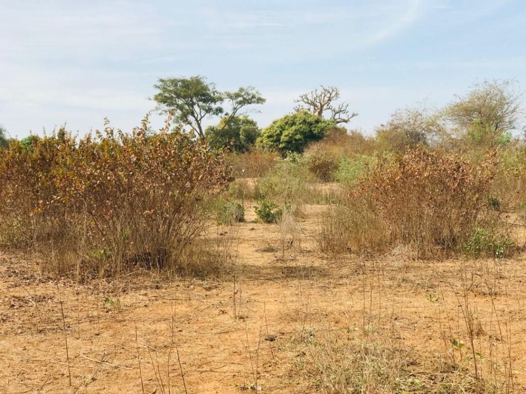 Terrain Agricole de 1,28 Hectare vers Sindia – Mbour