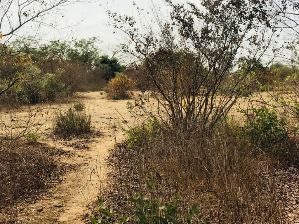 Terrain Agricole de 2,52 Hectares vers Sindia – Mbour