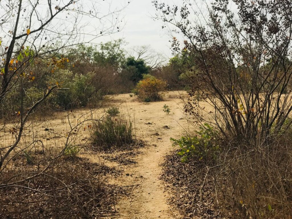 Terrain Agricole de 2,52 Hectares vers Sindia – Mbour