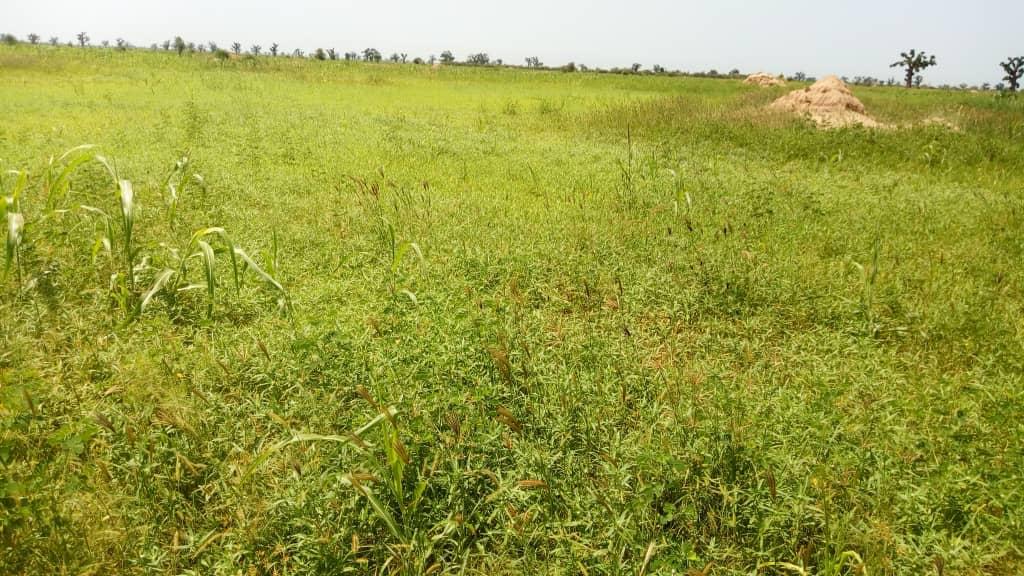 Terrain Agricole de 4,5 Hectares vers Nguéniène – Mbour