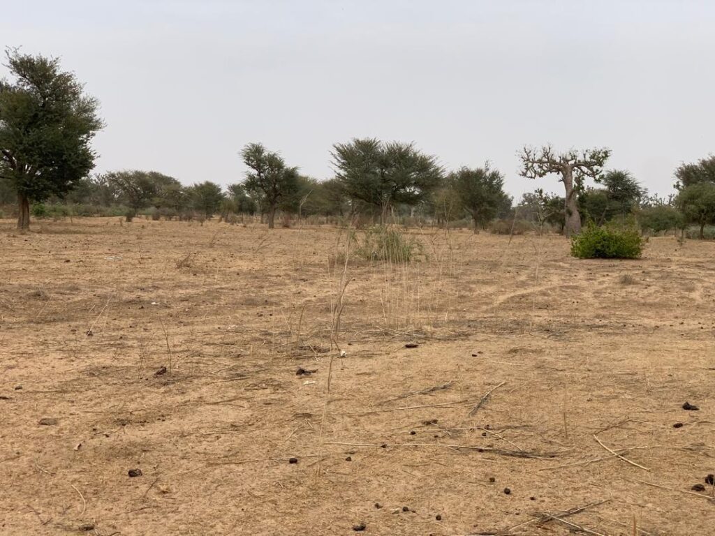 Terrain Agricole de 1,37 Hectare vers Notto Diobass – Thiès