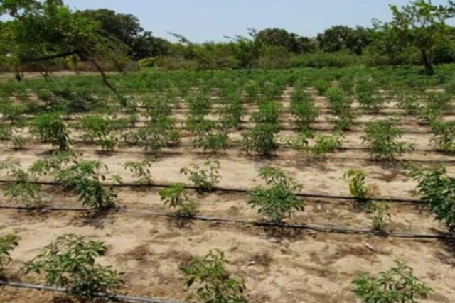 Location Verger de 2,25 Hectares vers Diender – Thiès