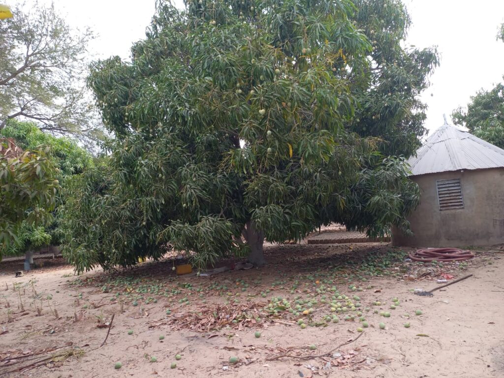 Verger de 4,57 Hectares vers Tataguine – Fatick