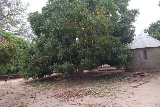 Verger de 4,57 Hectares vers Tataguine – Fatick