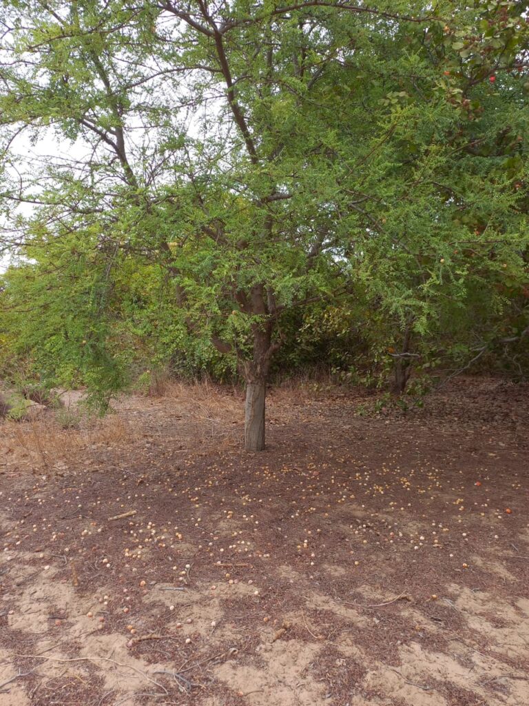 Verger de 4,57 Hectares vers Tataguine – Fatick