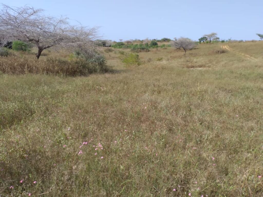 Verger de 3,55 hectares vers Darou Khoudoss – Tivaouane