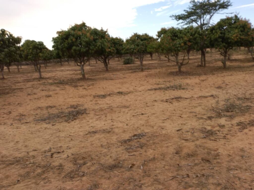 Verger de 2 733 m² vers Notto Gouy Diama – Tivaouane