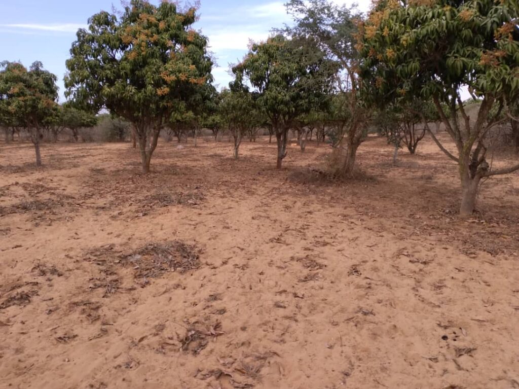 Verger de 2 733 m² vers Notto Gouy Diama – Tivaouane