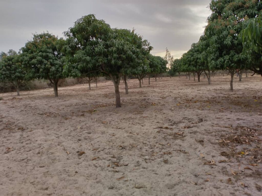Verger de 5 573 m² vers Notto Gouye Diama – Tivaouane