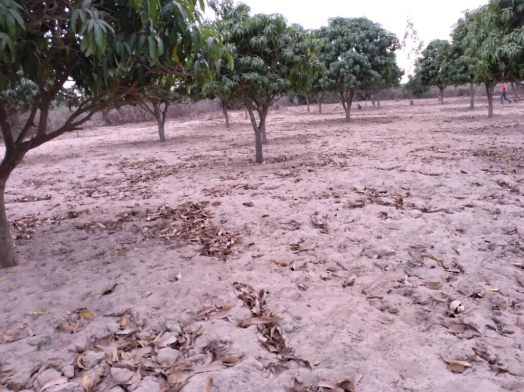 Verger de 5 573 m² vers Notto Gouye Diama – Tivaouane