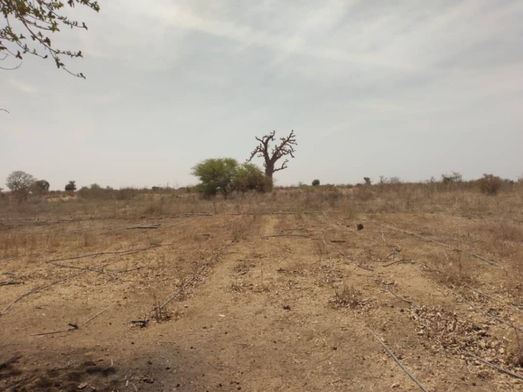 Verger de 9 hectares vers Sindia – Mbour