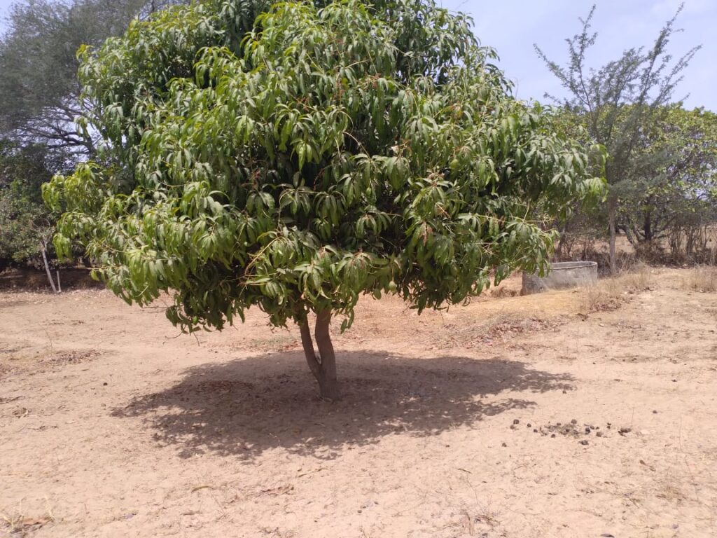 Verger de 4 553 m² vers Diouroup – Fatick