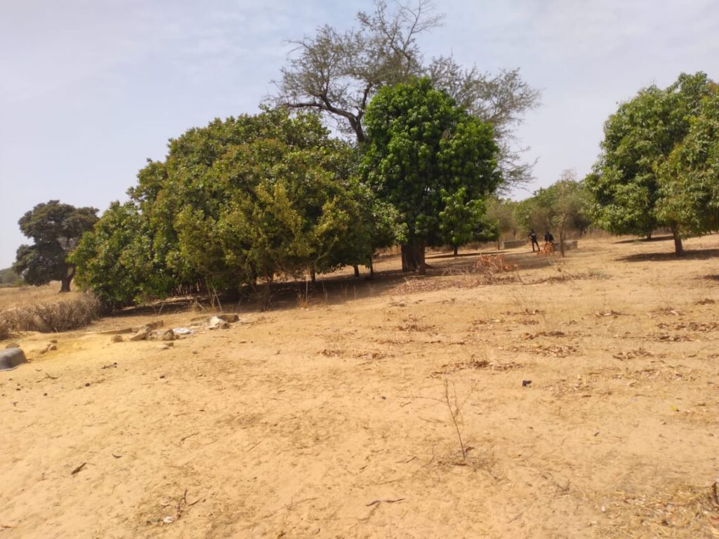 Verger de 4 553 m² vers Diouroup – Fatick