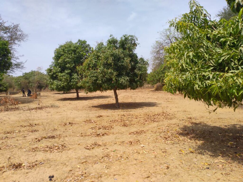 Verger de 4 553 m² vers Diouroup – Fatick