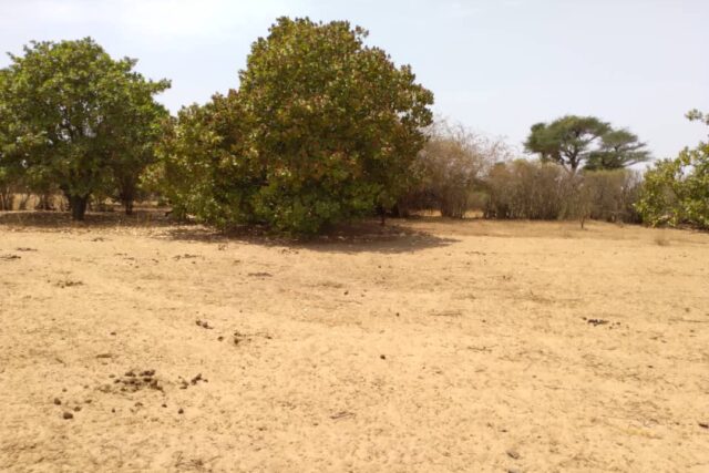 Verger de 7 116 m² vers Tataguine – Fatick