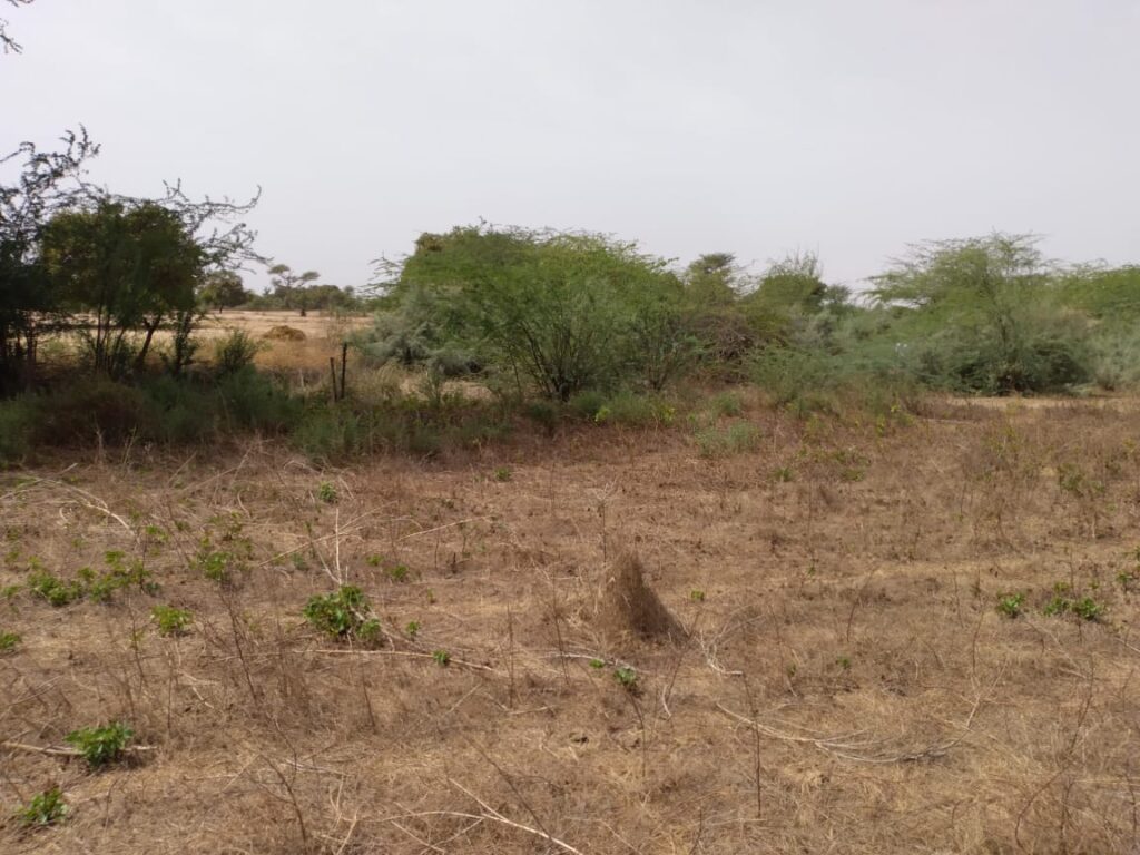 Verger de 1,97 hectare vers Tataguine – Fatick