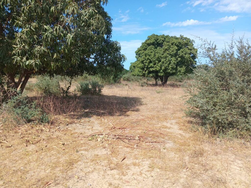 Verger de 3 hectares vers Fandéne – Thiès