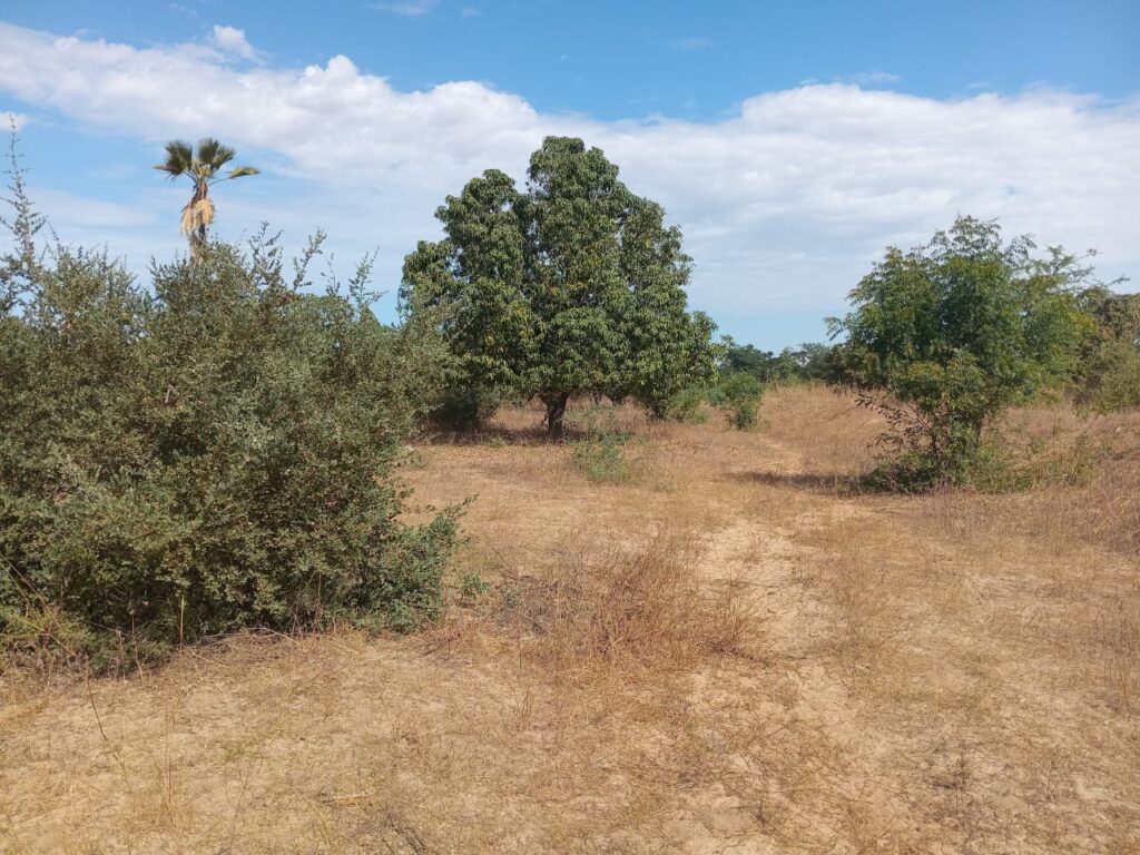 Verger de 3 hectares vers Fandéne – Thiès