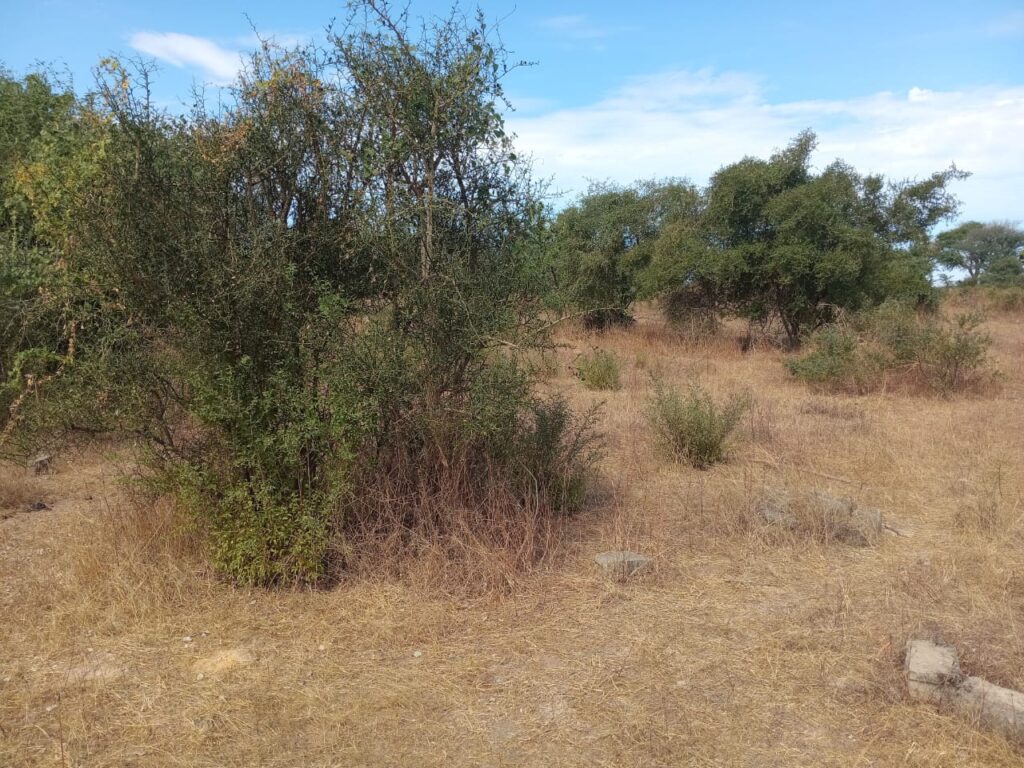 Verger de 3 hectares vers Fandéne – Thiès