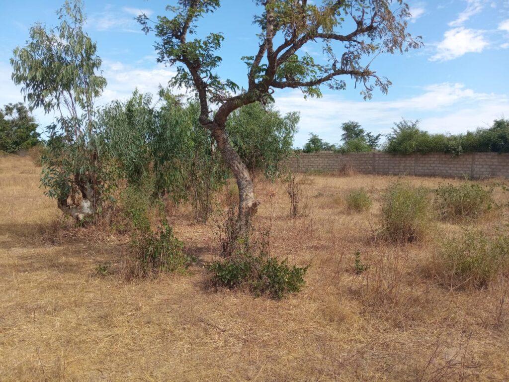 Verger de 3 hectares vers Fandéne – Thiès
