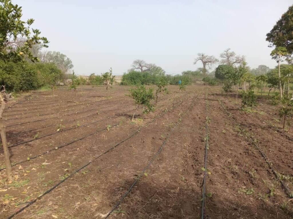 Verger de 2 Hectares vers Pout – Thiès