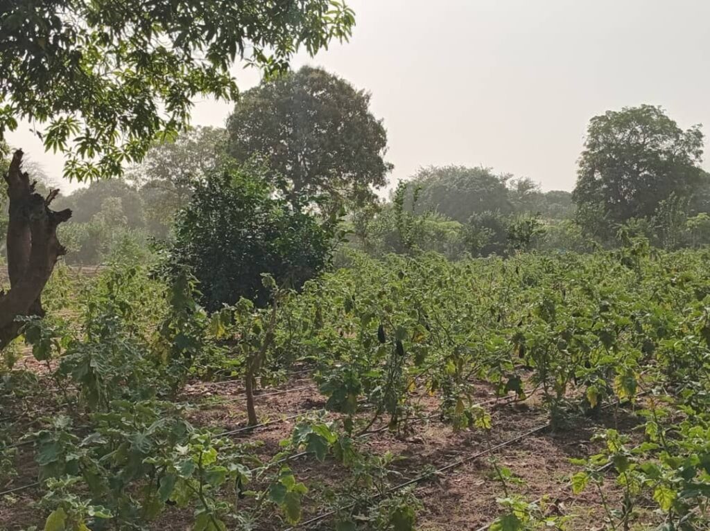 Verger de 2 Hectares vers Pout – Thiès