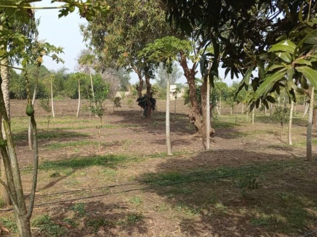 Verger de 2 Hectares vers Pout – Thiès