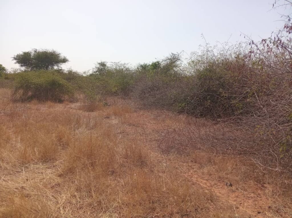 Terrain agricole de 5000 m² vers Pout – Thiès