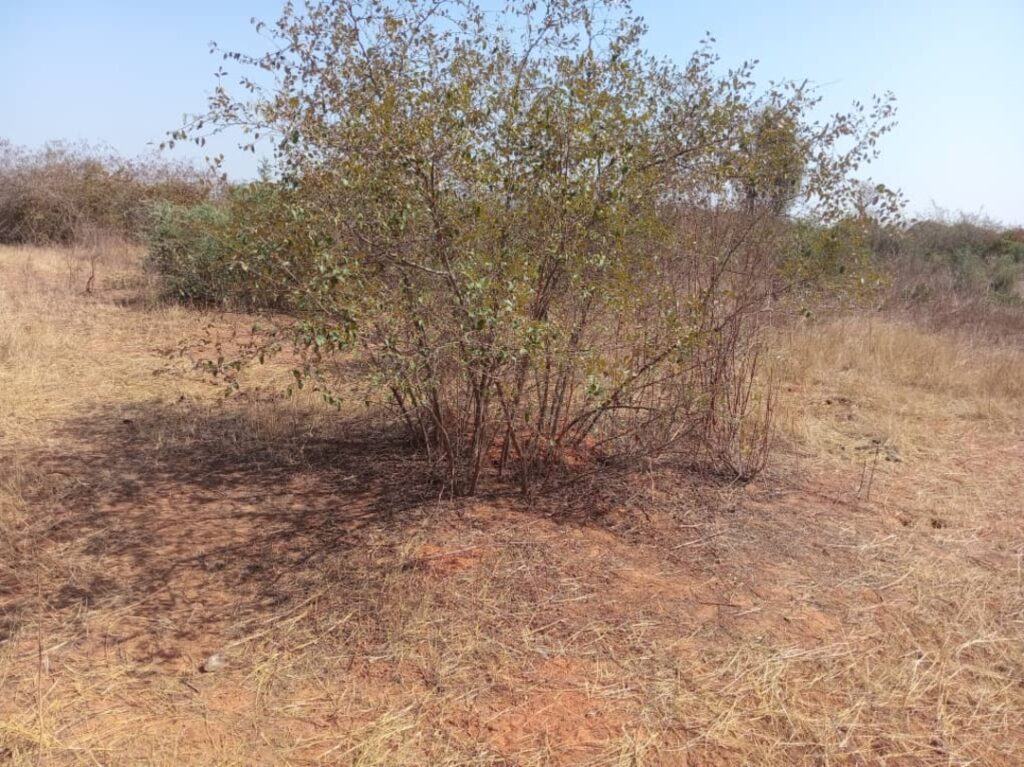 Terrain agricole de 5000 m² vers Pout – Thiès