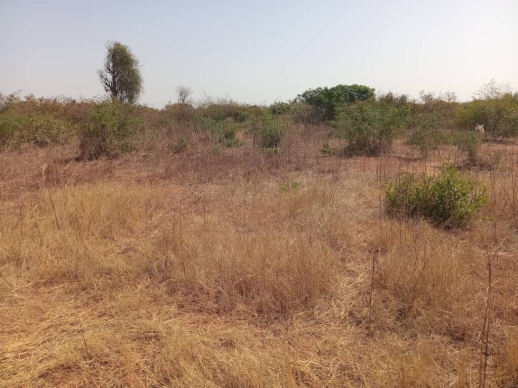 Terrain agricole de 5000 m² vers Pout – Thiès