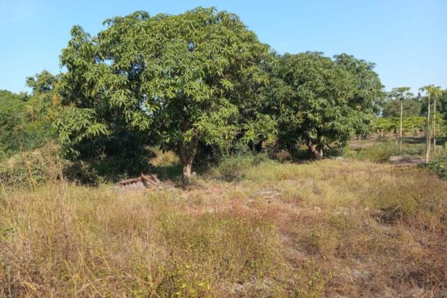 Location Verger de 1 Hectare vers Keur Moussa – Thiès
