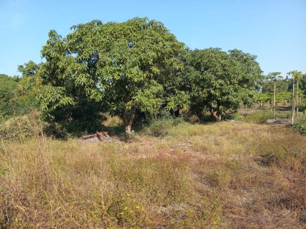 Location Verger de 1 Hectare vers Keur Moussa – Thiès