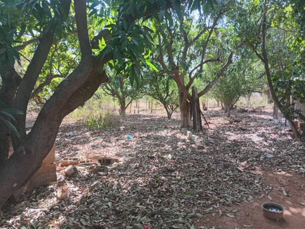 Verger de 1,14 hectare vers Keur Moussa – Thiès