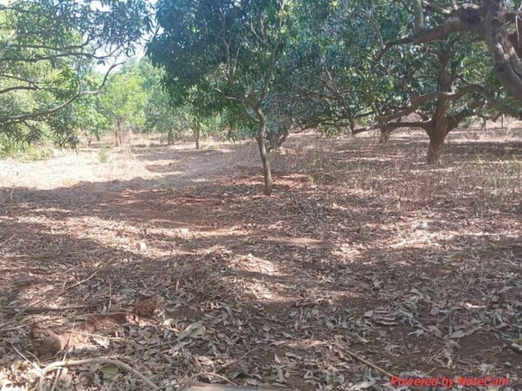 Verger de 1,14 hectare vers Keur Moussa – Thiès