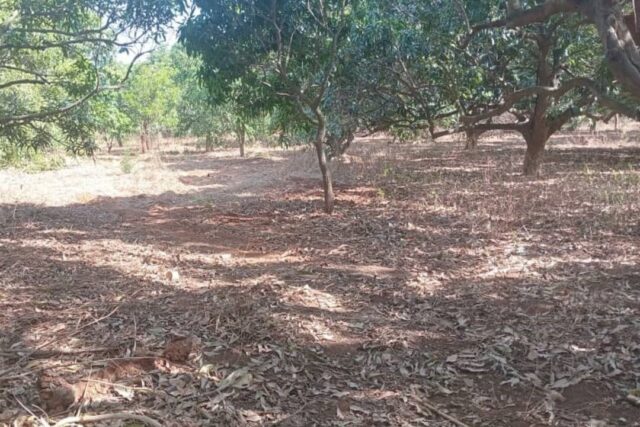 Verger de 1,14 hectare vers Keur Moussa – Thiès