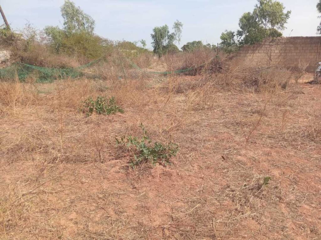 Verger de 5.000 m² vers Keur Moussa – Thiès