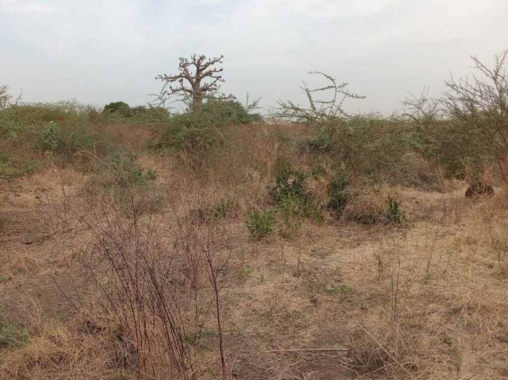 Terrain agricole de 2 Hectares vers Sindia – Mbour