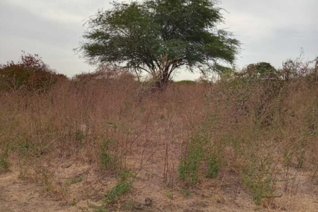 Terrain agricole de 2 Hectares vers Sindia – Mbour