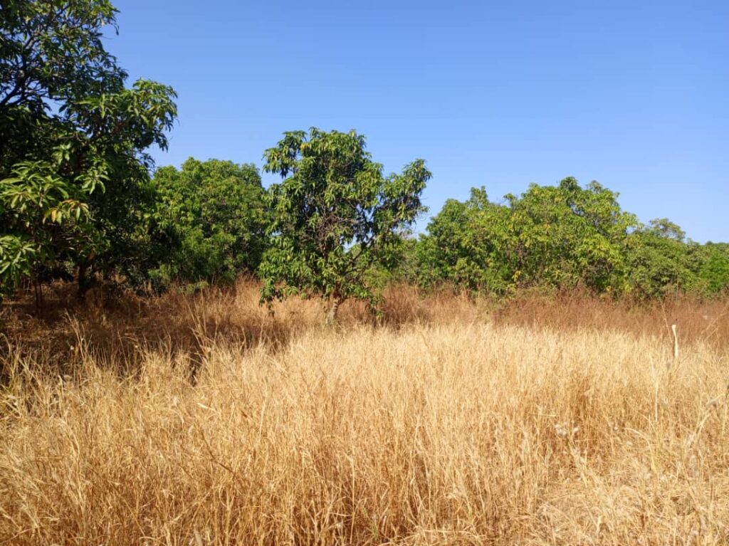 Verger de 4,37 hectares vers Sandiara – Thiès