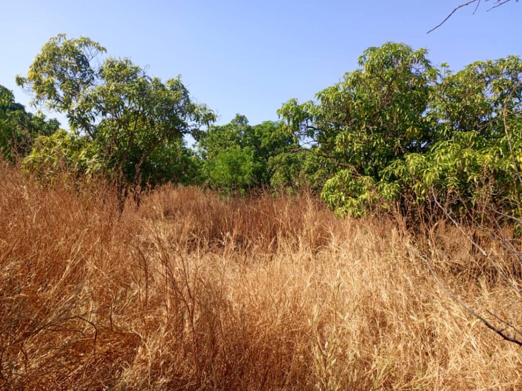 Terrain de 5 hectares destiné à un projet de division en parcelles pour l&rsquo;habitation vers Louly Benteigné – Mbour.
