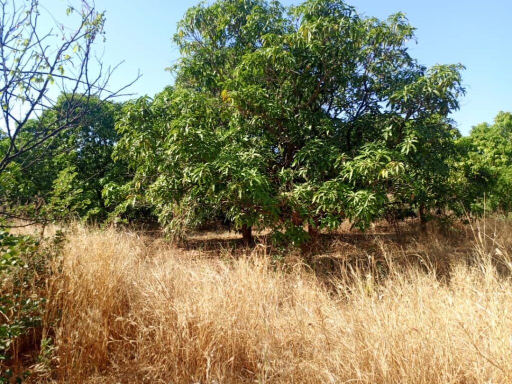 Verger de 4,37 hectares vers Sandiara – Thiès