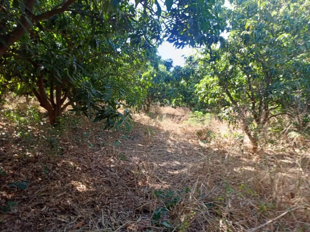 Terrain de 5 hectares destiné à un projet de division en parcelles pour l&rsquo;habitation vers Louly Benteigné – Mbour.